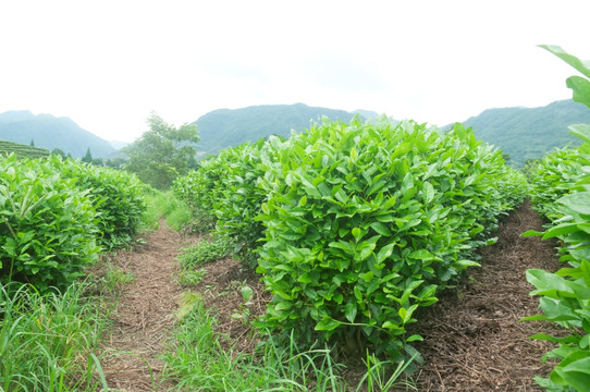 茶田茶叶