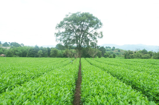 茶园美景