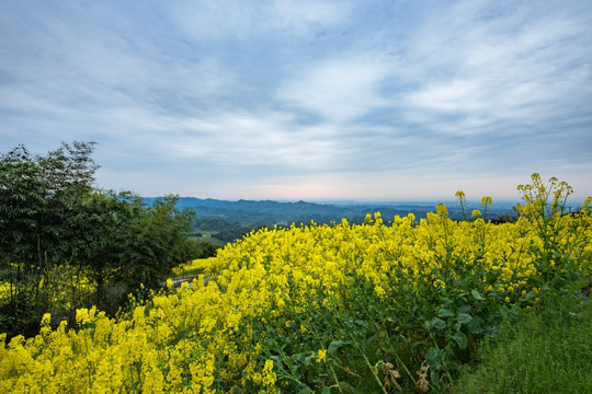 都江堰向峨乡油菜花