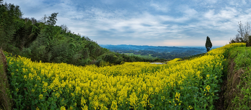 都江堰向峨乡油菜花全景图