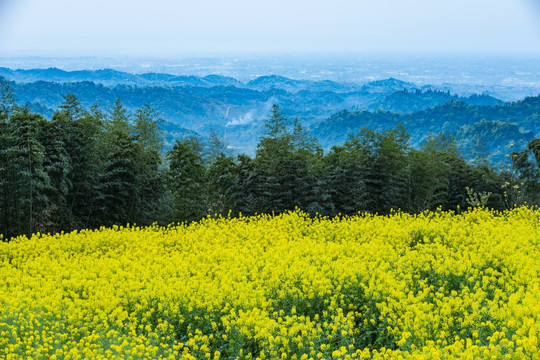 都江堰向峨乡油菜花