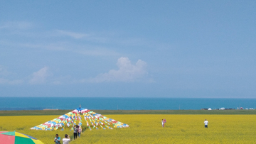 青海湖油菜花