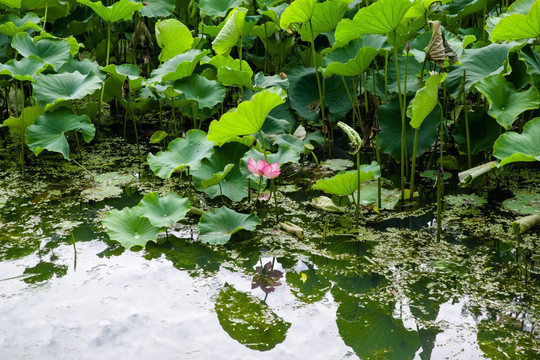 荷花池塘