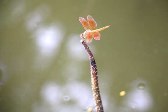 蜻蜓 昆虫