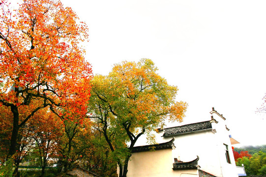 徽韻馬頭墻 紅葉