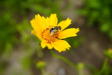 花与虫