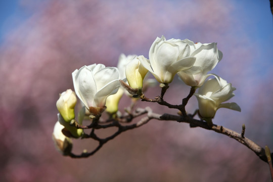 玉兰花