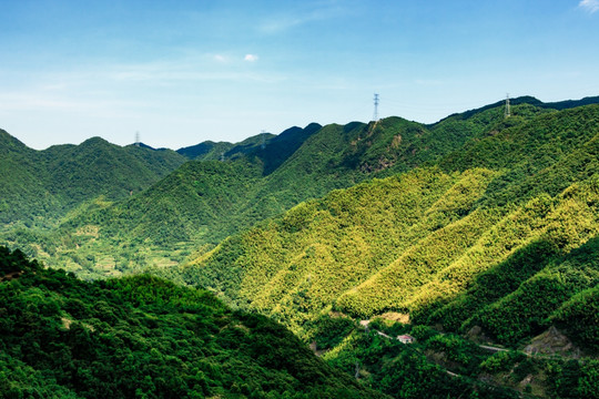 森林植被 绿化生机