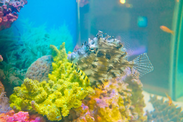 海底世界 奇怪的鱼