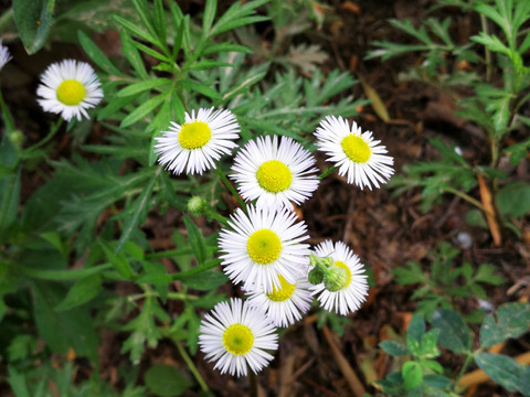 小白花