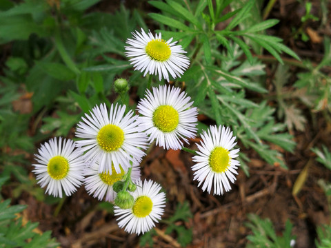 小白花