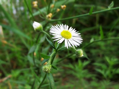 小白花