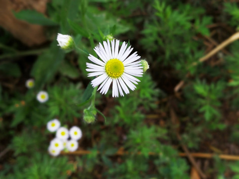 小白花