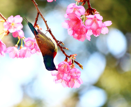 樱花与叉尾太阳鸟