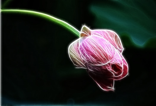 荷花抽象畫(huà)