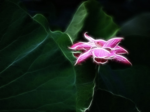 荷花抽象畫