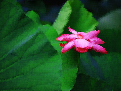 荷花油畫