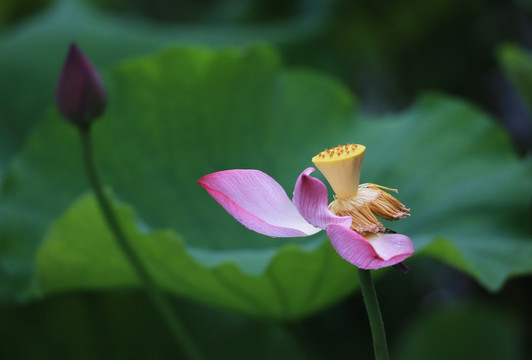 雨荷