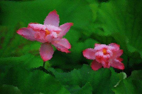 荷花油畫(huà)