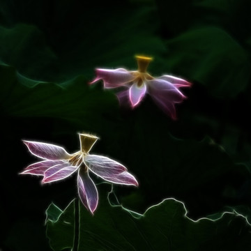 荷花抽象畫(huà)