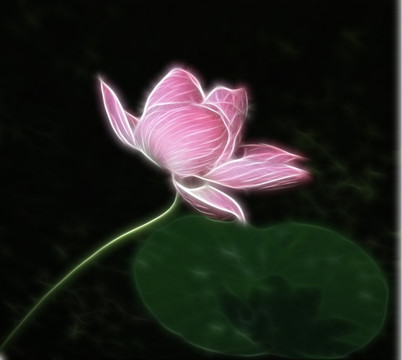 荷花抽象畫