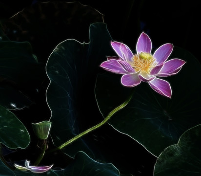 荷花抽象畫