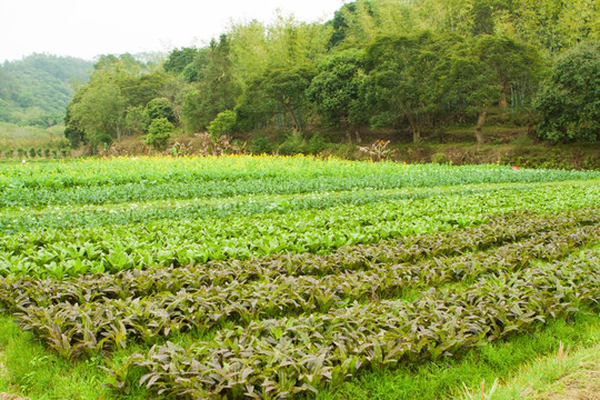 油菜花