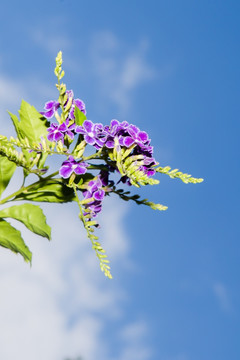 花卉 天空