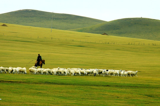 秋季草原骑马牧羊