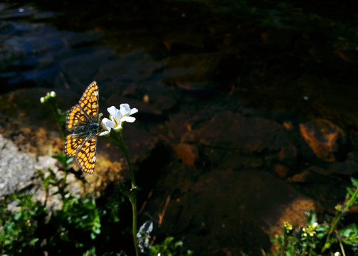 溪水边的野花与蝴蝶