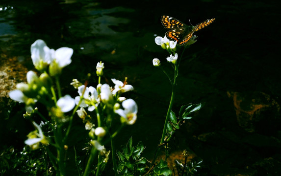 白色野花蝴蝶