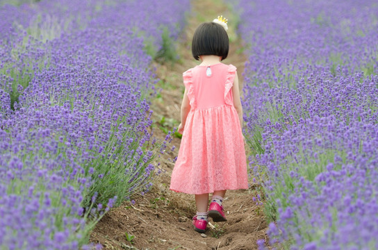 薰衣草花田中穿裙子的女孩