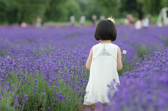 薰衣草花田中穿裙子的女孩