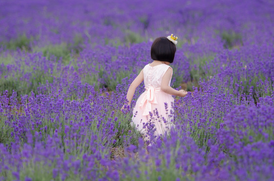 薰衣草花田中穿裙子的女孩