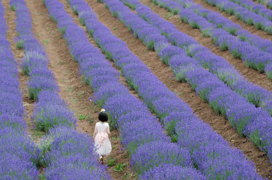 薰衣草花田中穿裙子的女孩