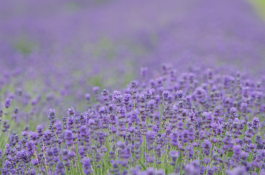 薰衣草花田