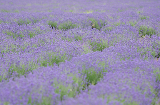 薰衣草花田