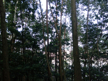 茂密树林