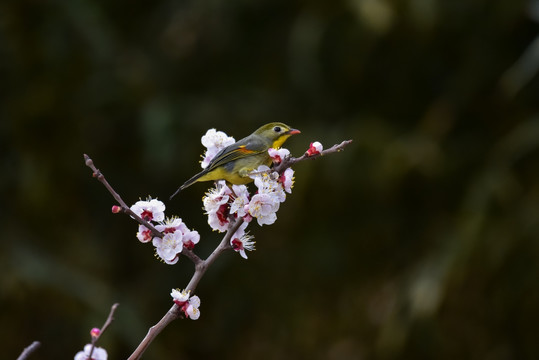 花朵上的红嘴相思鸟