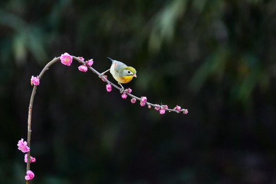 花朵上的红嘴相思鸟