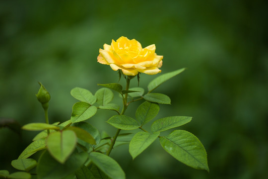 黄色 月季花