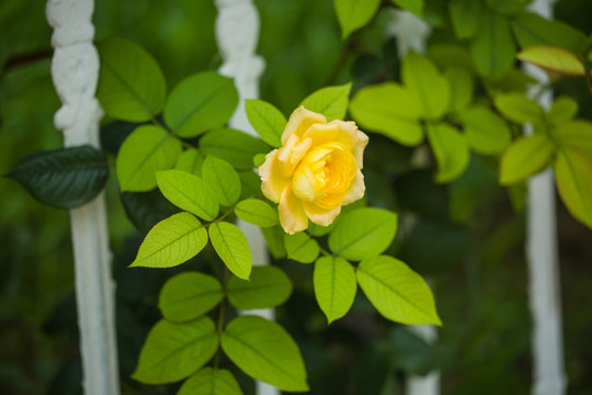 黄色 月季花