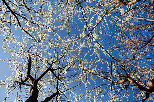 仰拍桃花