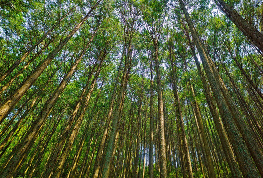 仰拍树林 仰拍森林 杉树林