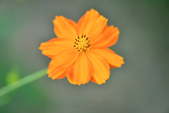 微距花朵