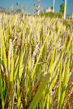 稻子 水稻 稻穗 稻田 稻谷