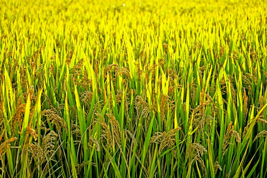 稻子 水稻 稻穗 稻田 稻谷