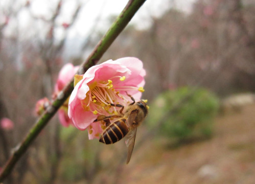 桃花 蜜蜂