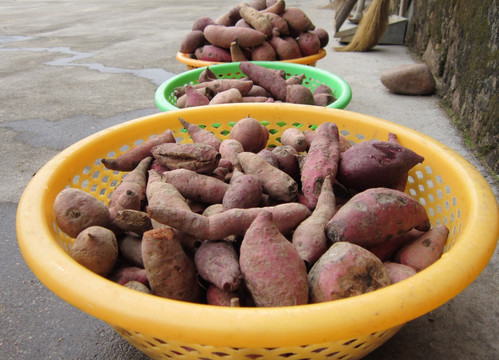 蕃薯 地瓜 农作物 素材
