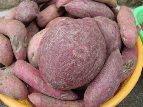蕃薯 地瓜 农作物 素材